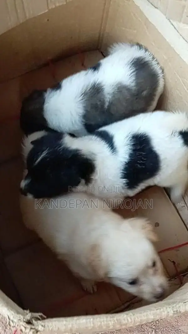 Lion Pommeriyan Puppies
