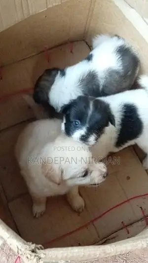 Lion Pommeriyan Puppies
