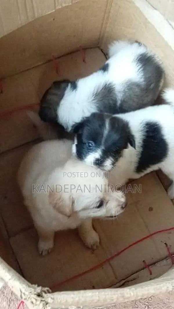 Lion Pommeriyan Puppies