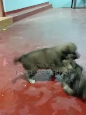 Lion Pommeriyan Puppies