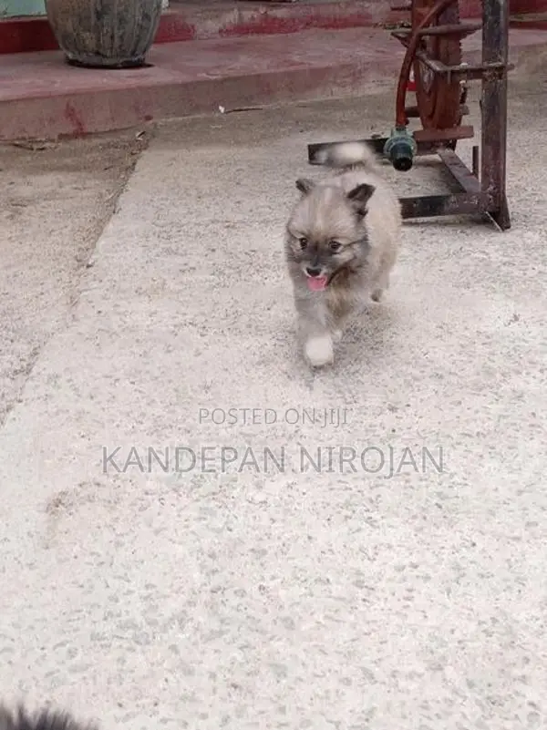 Lion Pommeriyan Puppies