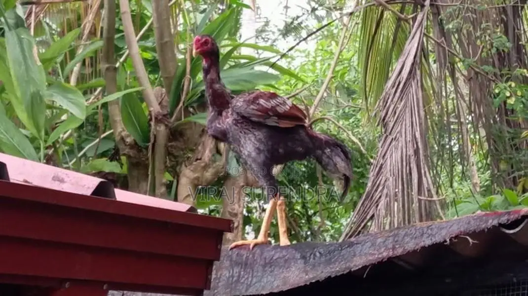 Roosters