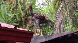 Roosters
