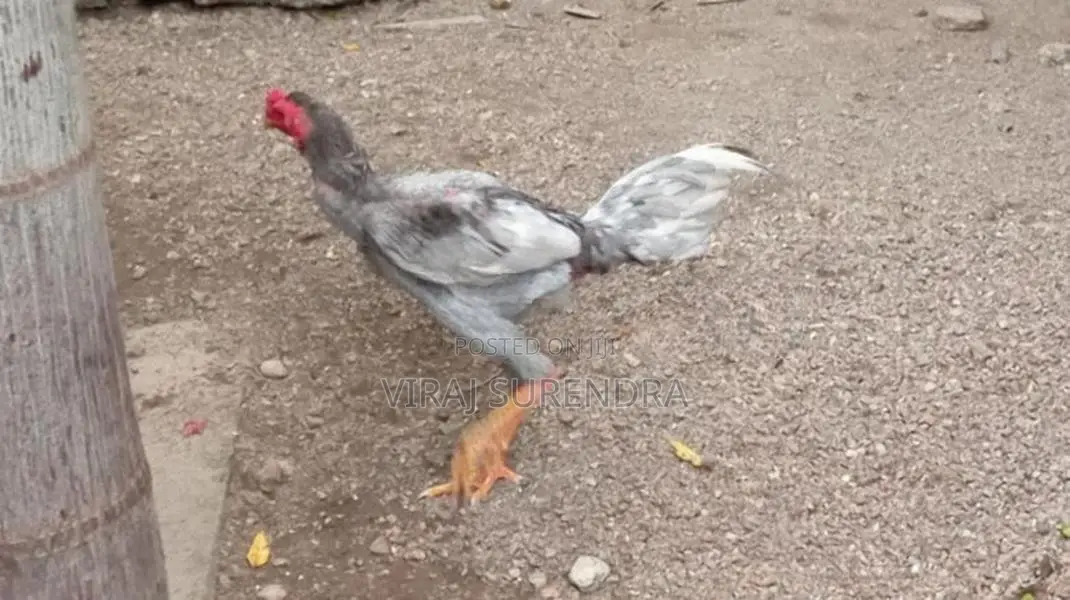 Roosters