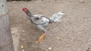 Roosters