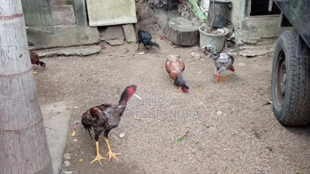 Roosters