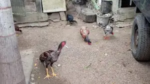 Roosters