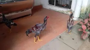 Roosters