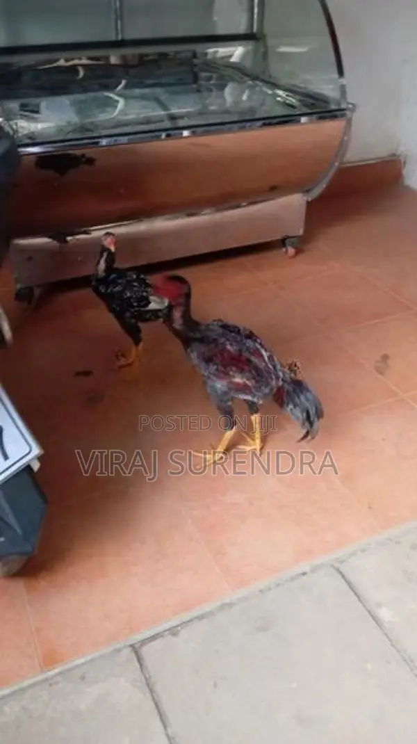 Roosters