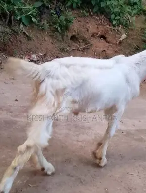 යාමුනපලි එළුවන්
