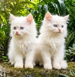 Persian Cat