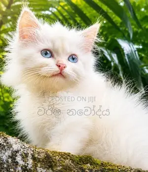 Persian Cat