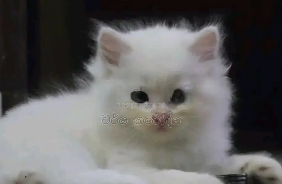 Persian Cat