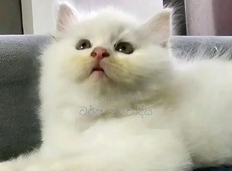 Persian Cat