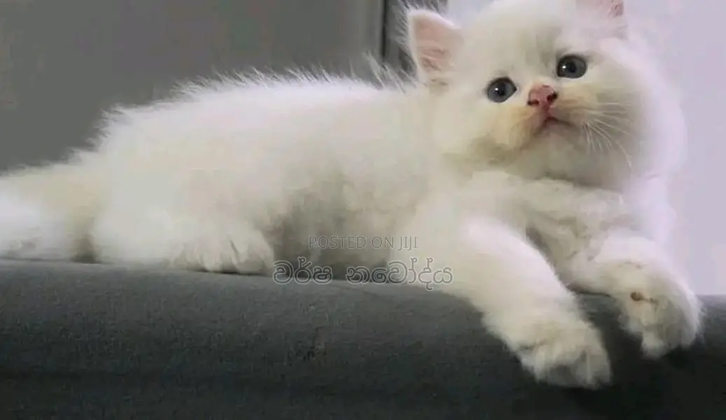 Persian Cat