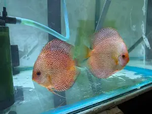 Golden Lepord Discus Pair
