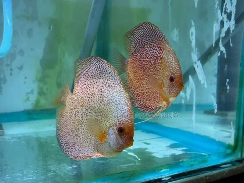 Golden Lepord Discus Pair