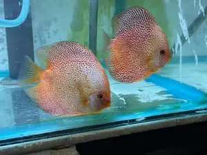 Golden Lepord Discus Pair