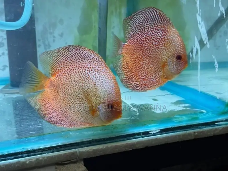 Golden Lepord Discus Pair