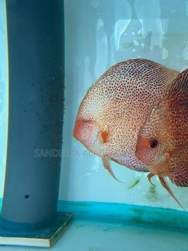 Golden Lepord Discus Pair