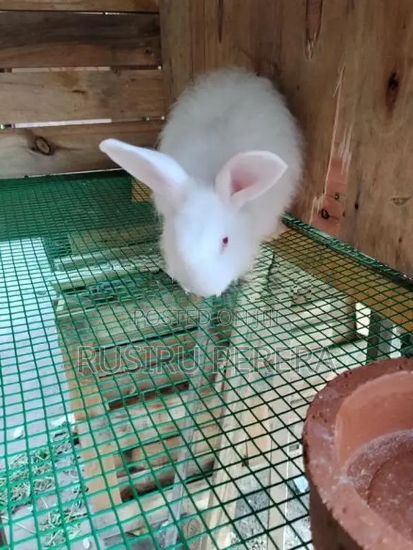 Angora Rabbit Male