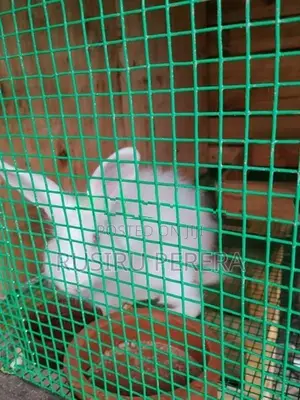 Angora Rabbit Male