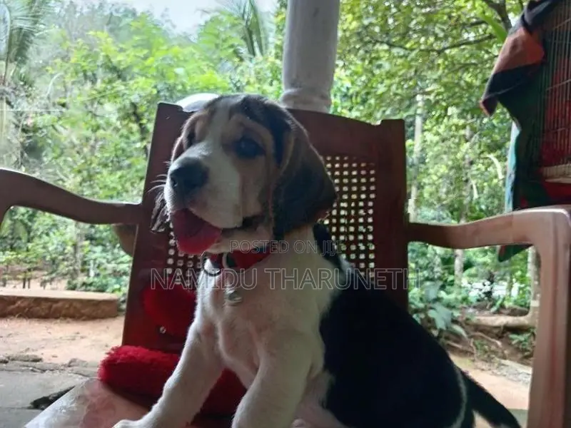 Hound Puppy