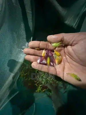 Pristella Tetra Fish