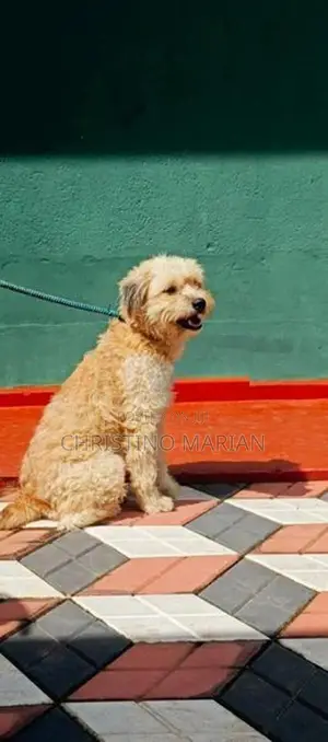 Tibetan Terian Female