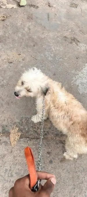 Tibetan Terian Female
