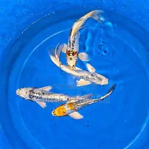 Sl Koi Veiltail 9-10 Inch
