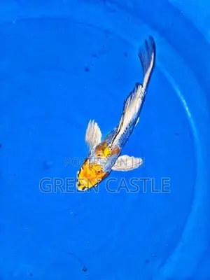 Sl Koi Veiltail 9-10 Inch