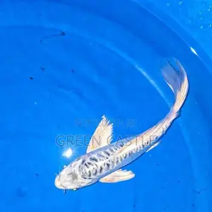 Sl Koi Veiltail 9-10 Inch