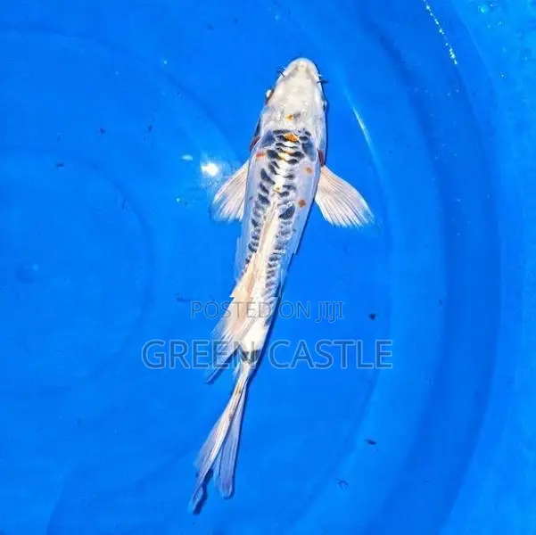 Sl Koi Veiltail 9-10 Inch