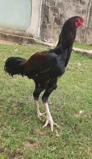 Rooster