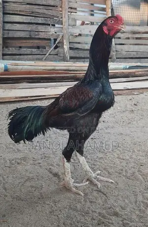 Rooster