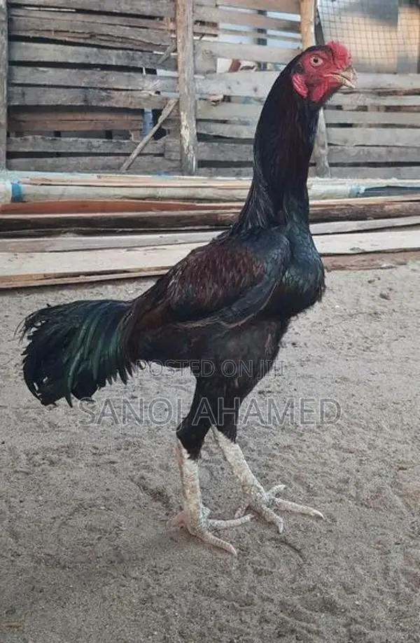 Rooster