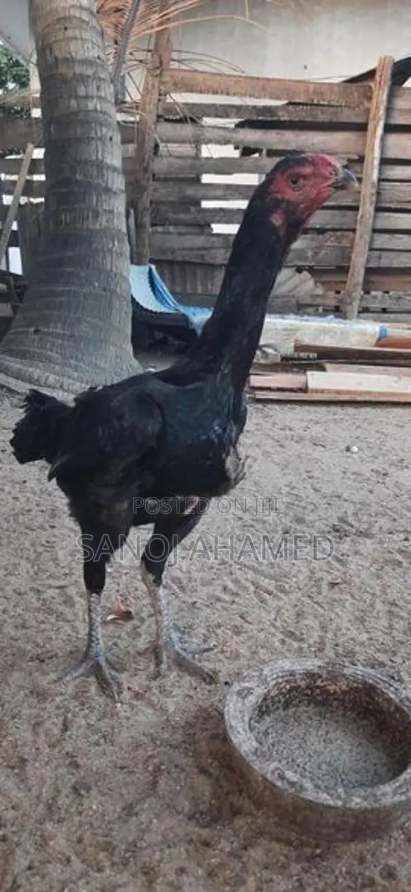 Rooster
