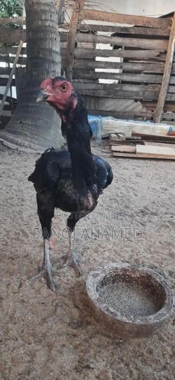 Rooster