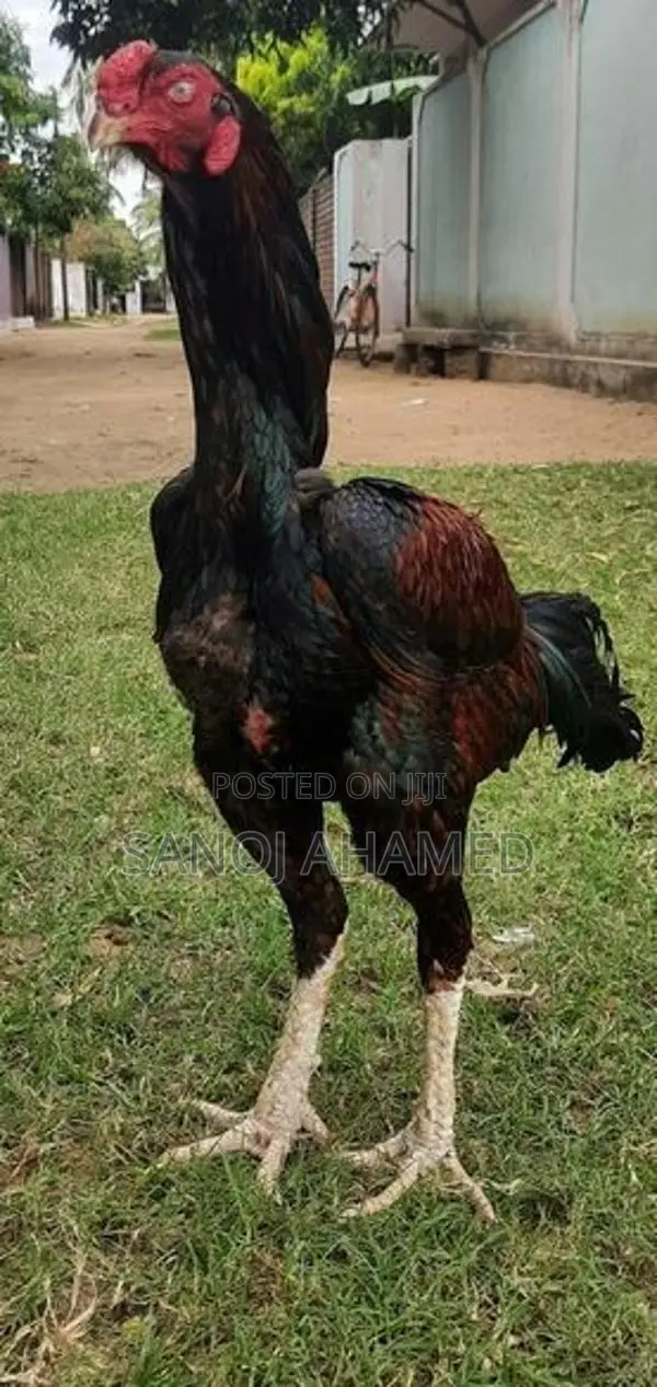 Rooster