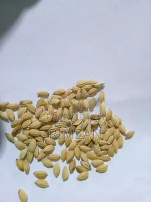 308(Bola samba) seeds