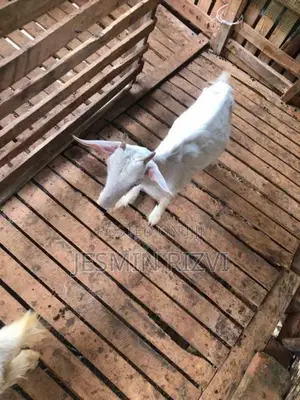 Farm Goats
