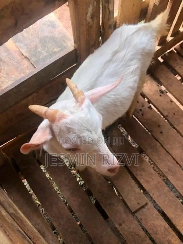 Farm Goats