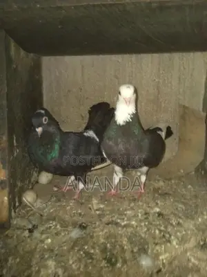 පරවියෝ