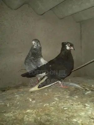 පරවියෝ