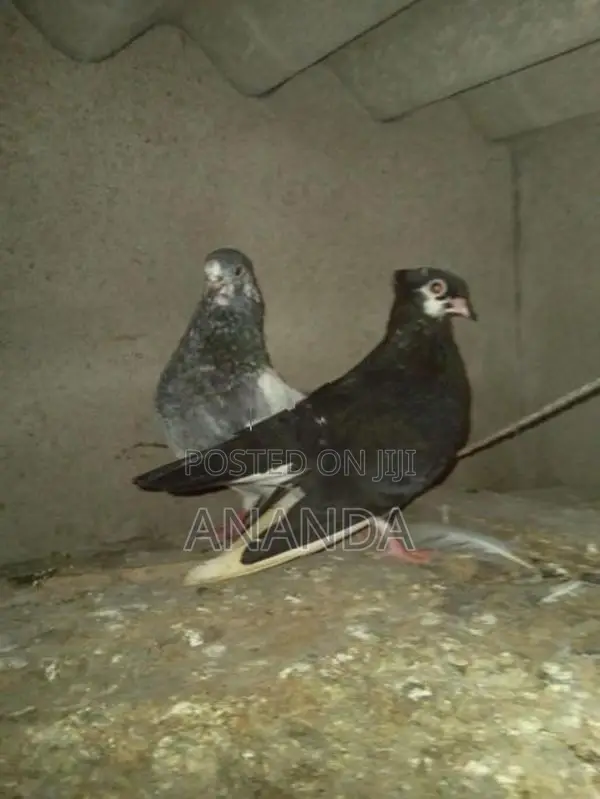 පරවියෝ