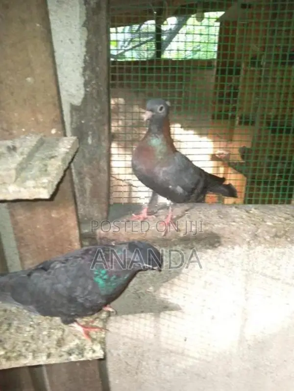 පරවියෝ