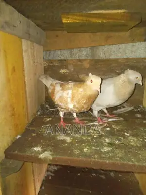 පරවියෝ