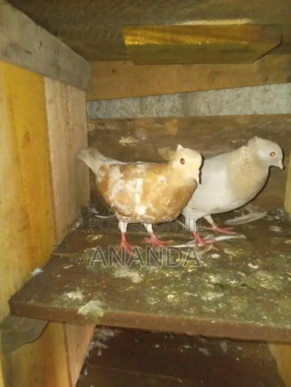 පරවියෝ