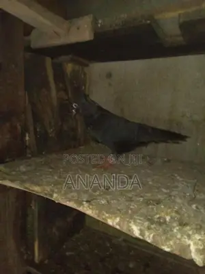 පරවියෝ